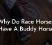 Why Do Race Horses Have A Buddy Horse