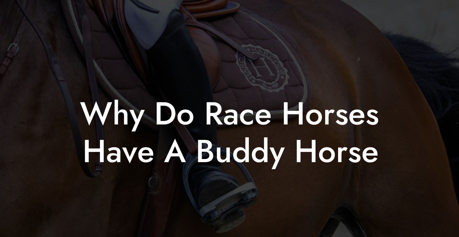 Why Do Race Horses Have A Buddy Horse