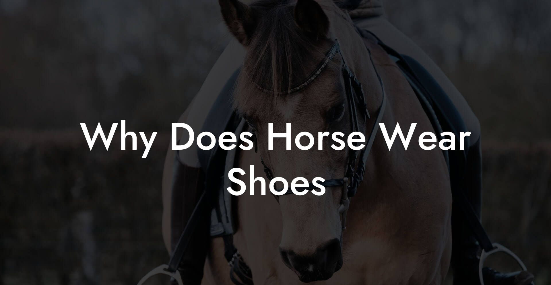 Why Does Horse Wear Shoes