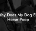 Why Does My Dog Eat Horse Poop