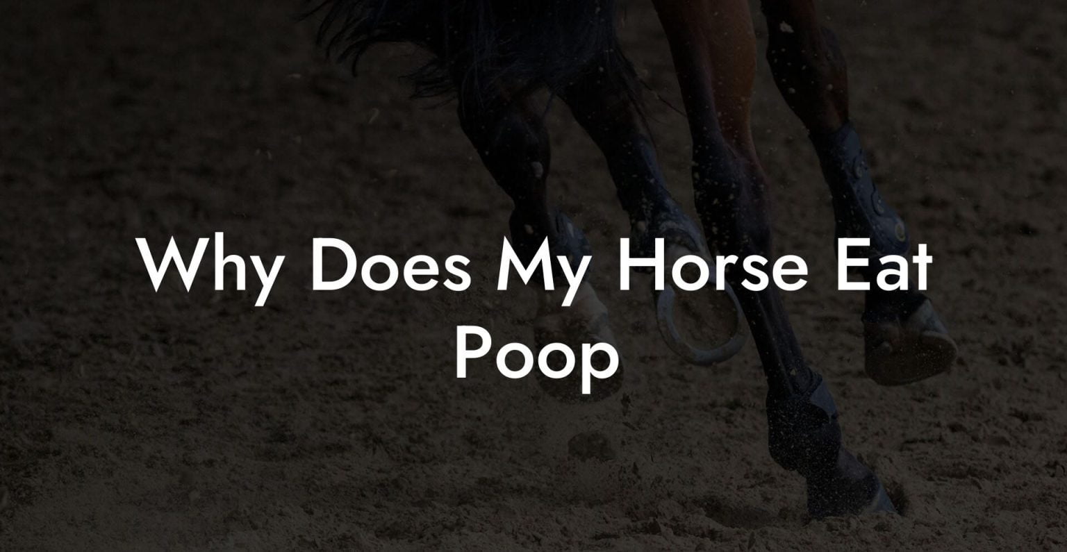 Why Does My Horse Eat Poop How To Own a Horse