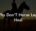 Why Don'T Horse Legs Heal