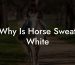 Why Is Horse Sweat White