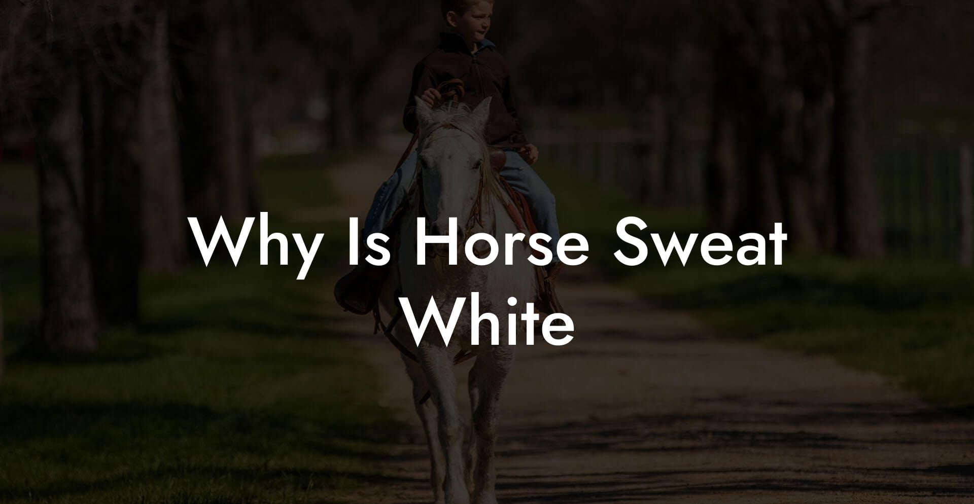 Why Is Horse Sweat White