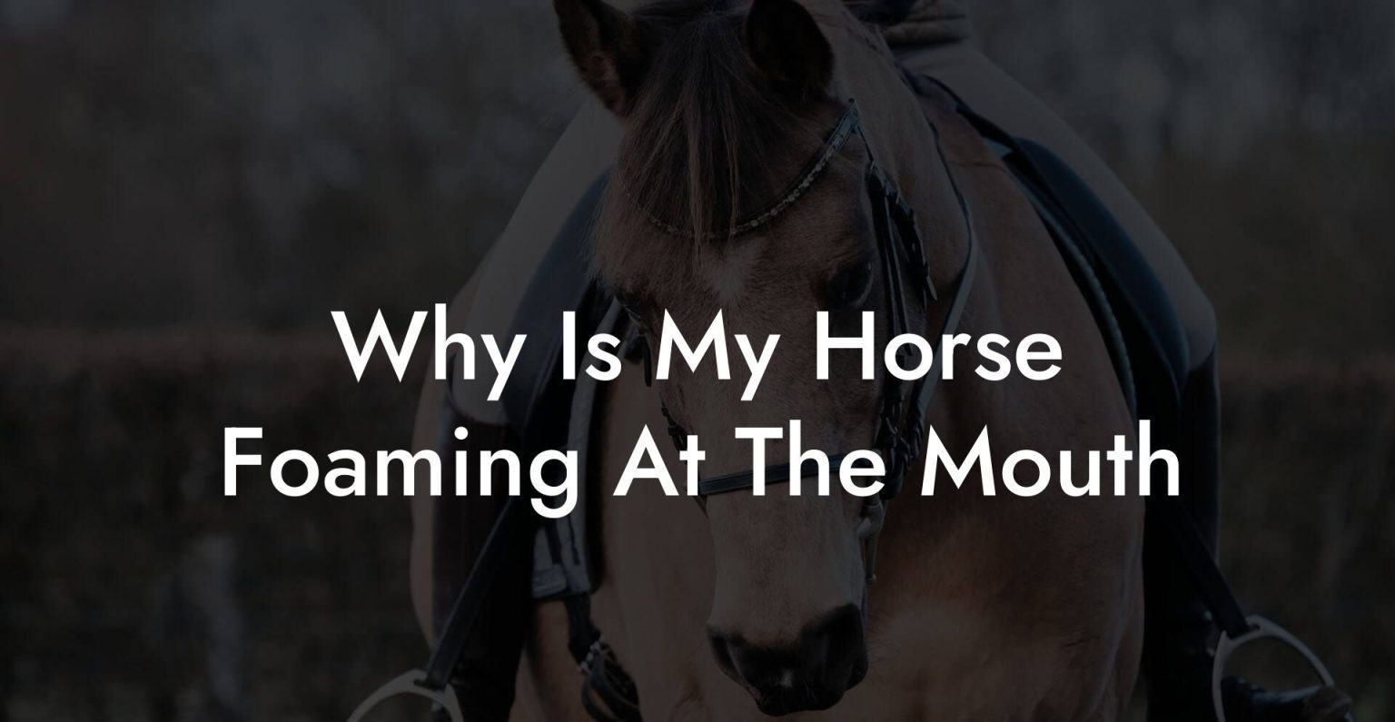 Why Is My Horse Foaming At The Mouth How To Own a Horse