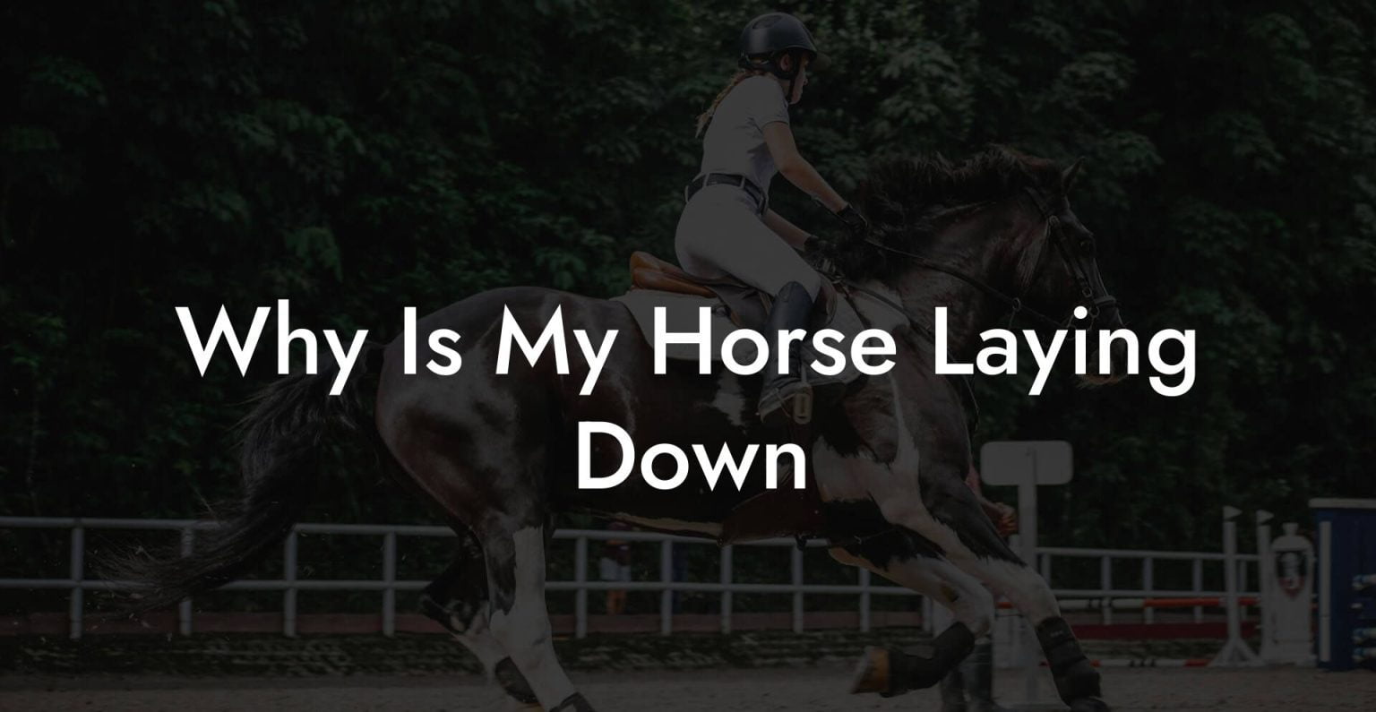 Why Is My Horse Laying Down How To Own a Horse