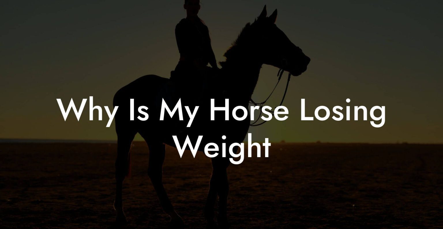 Why Is My Horse Losing Weight How To Own a Horse