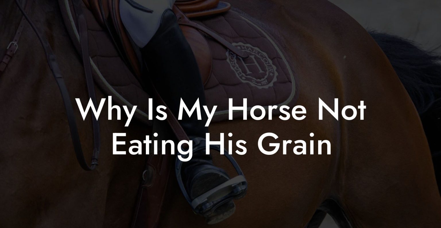 Why Is My Horse Not Eating His Grain How To Own a Horse
