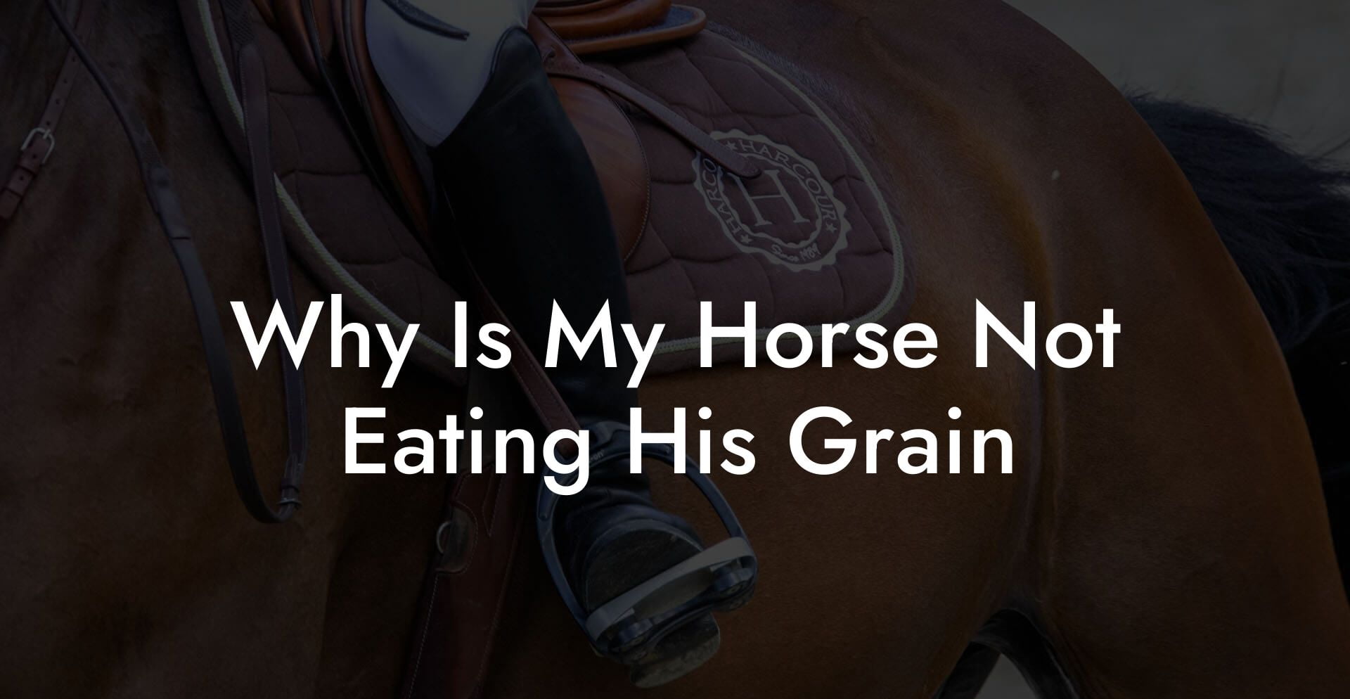 Why Is My Horse Not Eating His Grain