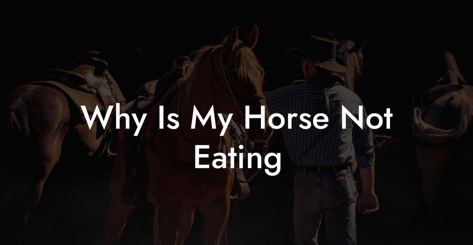 Why Is My Horse Not Eating How To Own a Horse
