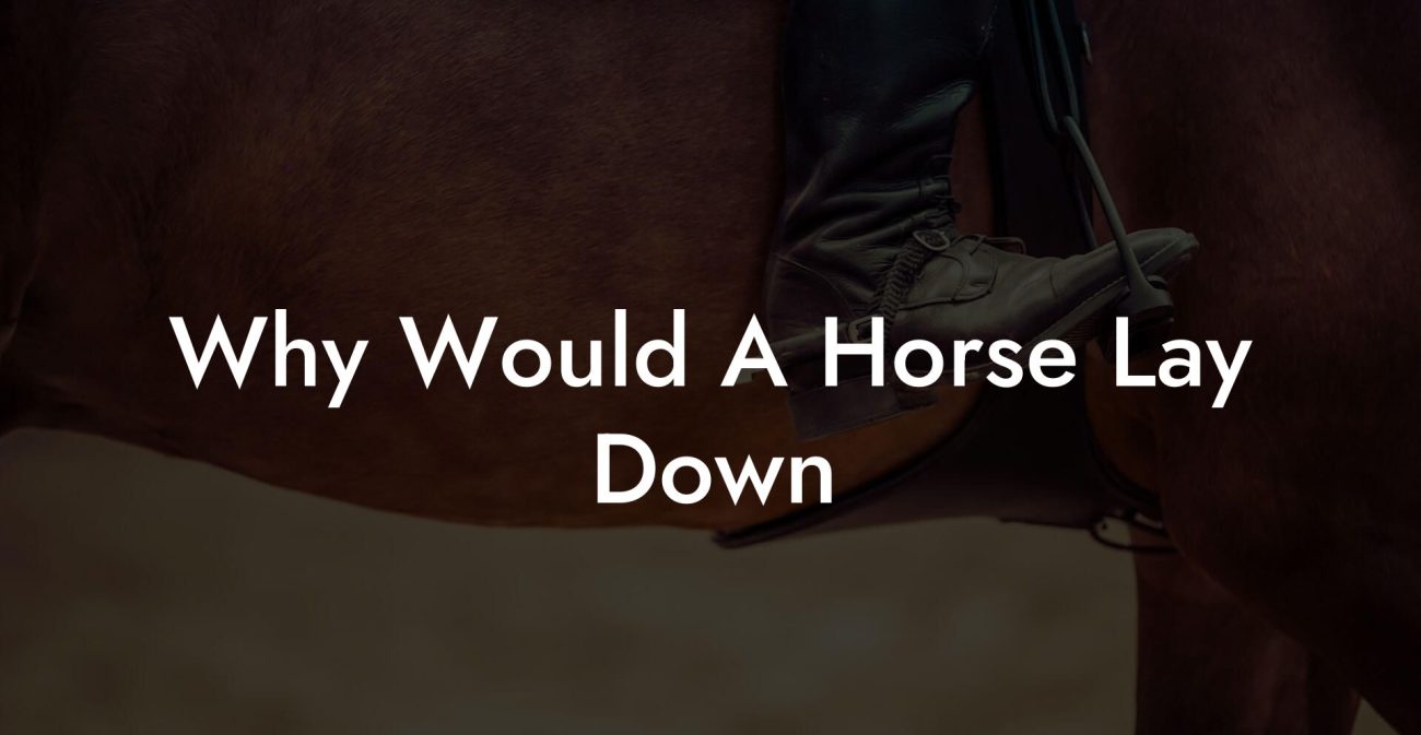 Why Would A Horse Lay Down